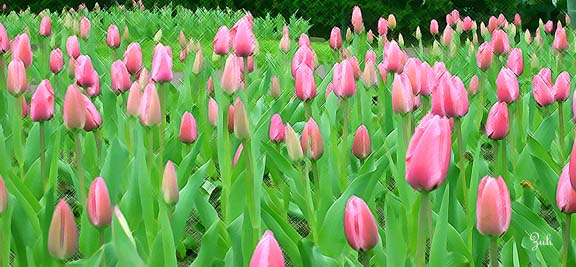 tulips99sm.jpg